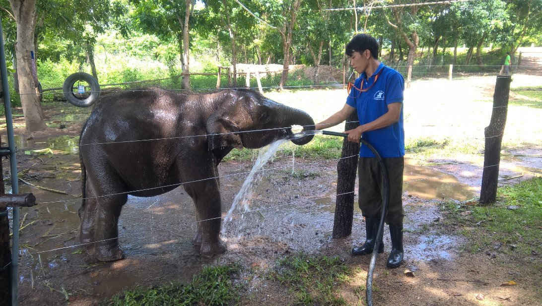Voi con Gold lạc mẹ lúc 2 tháng tuổi được cứu hộ nuôi thành công tại Trung tâm bảo tồn voi Đắk Lắk được 1 năm, cao 1.3 m, nặng 260 kg rất khỏe mạnh.