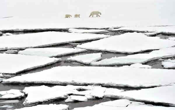 Gấu Bắc cực đi trên một tảng băng ở Bắc Băng Dương. Hình ảnh: Lev Fedoseyev / Tass / Getty Images