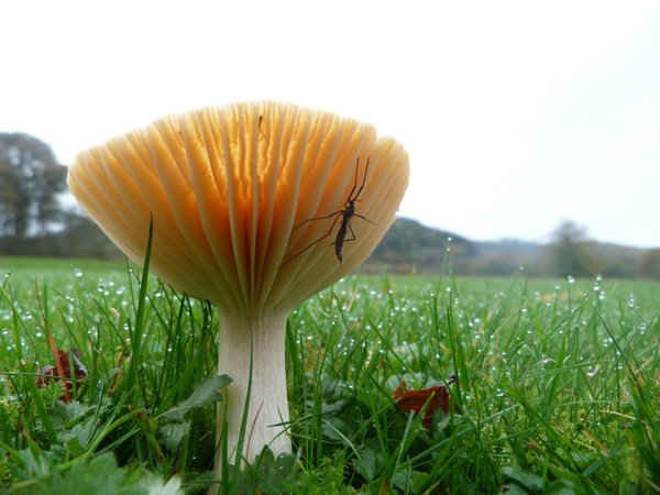 Một loại nấm waxcap có con muỗi cây đậu trên lá tia ở mũ nấm tại Anh Quốc. Hình ảnh: Corrinne Manning / National Trust Images