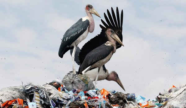 Những con cò Marabou đứng trên đống đồ nhựa tái chế ở bãi rác Dandora, ngoại ô Nairobi, Kenya. Ảnh: Thomas Mukoya / Reuters