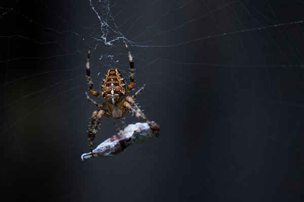 Một con nhện araneus giăng lưới ăn mồi ở Dresden, miền Đông nước Đức. Hình ảnh: Arno Burgi / AFP / Getty Images