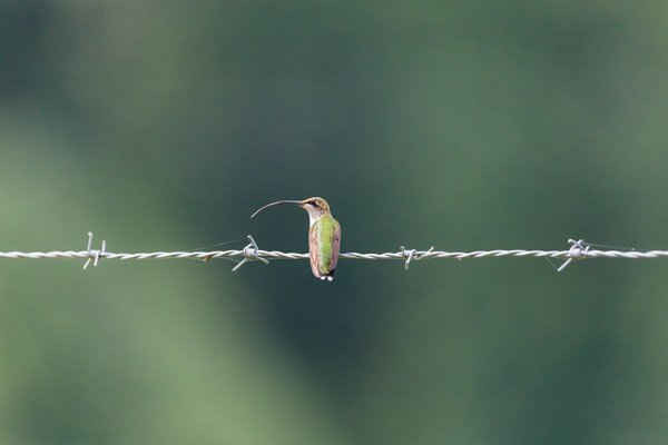 Một con chim ruồi non đậu trên hàng rào ở Searcy, Arkansas, Mỹ. Hình ảnh: Donald Devine / Alamy