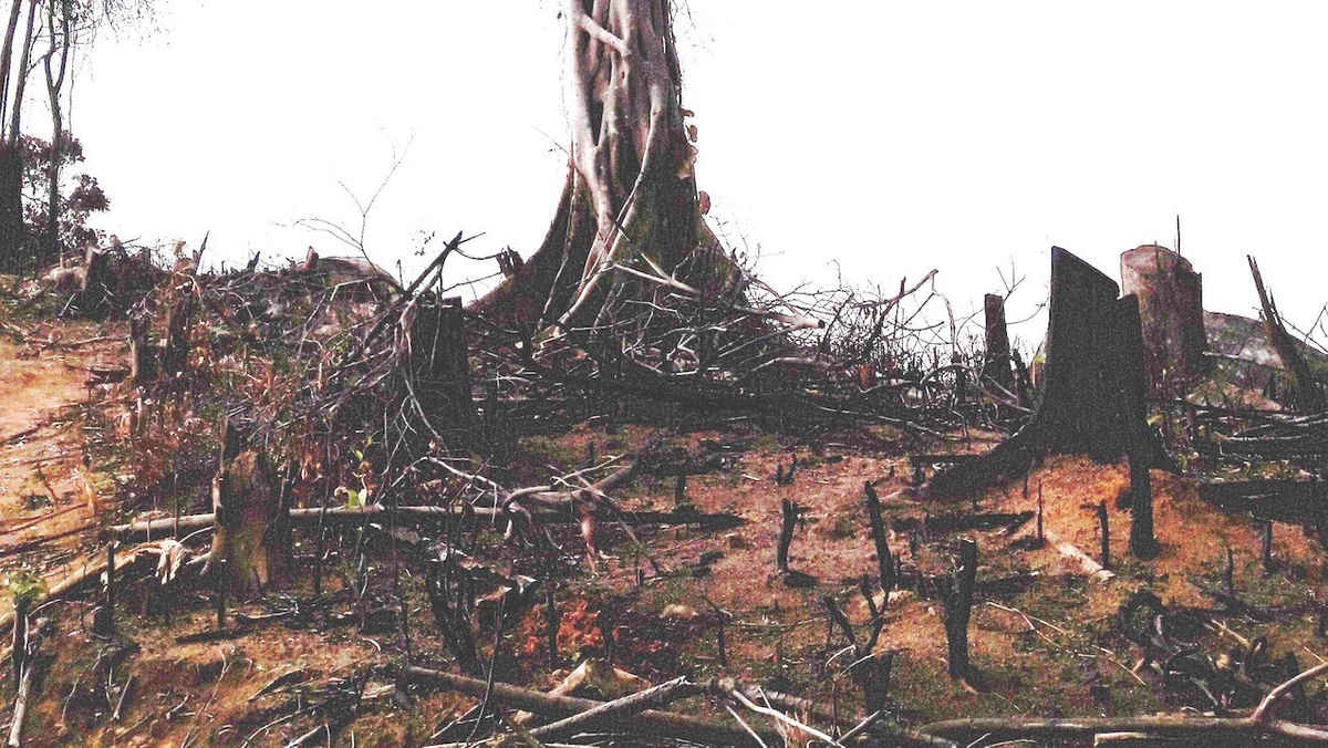 Hiện trường vụ phá rừng xảy ra ở khoảnh 8, tiểu khu 1, xã An Hưng (huyện An Lão).