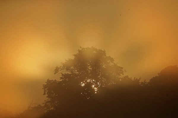 Mặt trời mọc phía sau một cái cây vào ngày đầu thu tại Công viên Richmond ở London (Anh). Ảnh: Yui Mok / PA