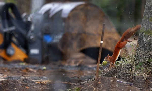Chú sóc đỏ ngậm quả táo trong miệng nhảy từ một cái cây bên cạnh một chiếc máy xúc, nơi đã tìm thấy một quả bom thứ hai chưa nổ ở Thế vận hội Frankfurt, Đức. Ảnh: Michael Probst / AP