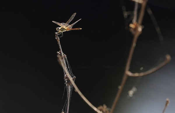 Một con chuồn chuồn đậu trên nhánh cây nhỏ trên bờ sông Sado bên ngoài Alcácer do Sal, miền Nam Bồ Đào Nha. Ảnh: Armando Franca / AP