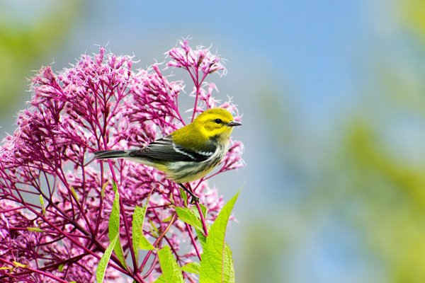 Chim chích màu xanh lá cây cổ đen đậu trên bông hoa màu hồng ở Binghamton, New York, Mỹ. Loài chim này sinh sản ở Mỹ và di cư đến Mexico. Hình ảnh: Christina Rollo / Alamy