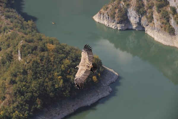 Một con chim ưng bay qua sông Uvac ở khu bảo tồn thiên nhiên đặc biệt Uvac, Serbia. Hình ảnh: Alamy Stock Photo