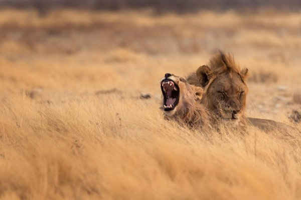 Sư tử châu Phi ở vườn quốc gia Etosha, phía Tây Bắc Namibia. Hình ảnh: Will Reynolds Photography/Alamy