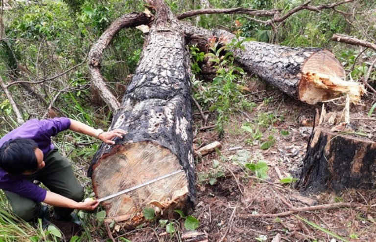 Rừng thông tự nhiên ở Lâm Đồng bị cưa hạ.