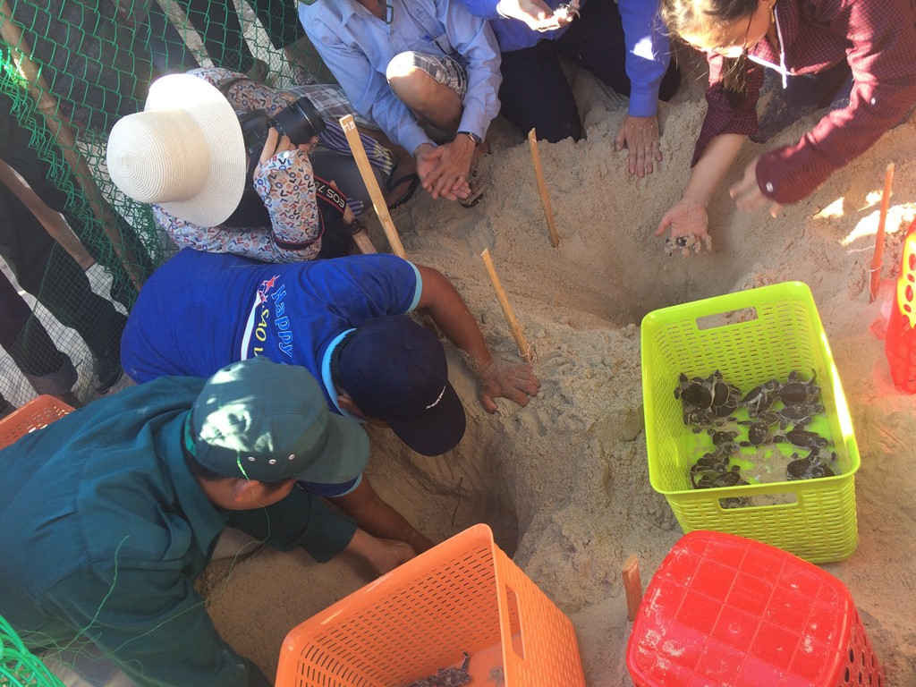Những chú rùa biển con nở ở Cù Lao Chàm