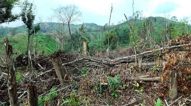 Tình trạng phá rừng ở Mường Nhé cơ bản đã được kiềm chế