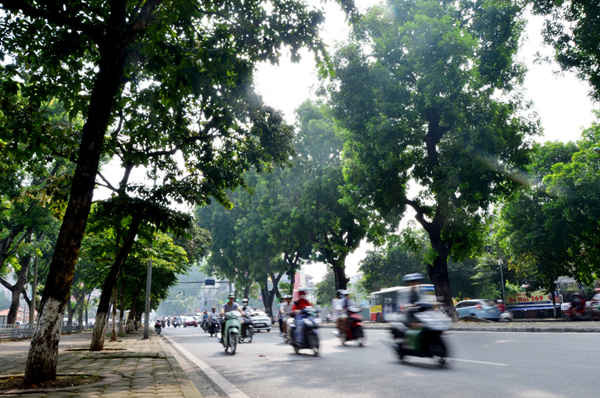 Tất cả các cây được đánh chuyển phục vụ thi công tuyến đường sắt Ga Hà Nội – Nhổn sẽ di chuyển về trồng tại nút giao Vĩnh Ngọc trên Đại lộ Võ Nguyên Giáp. 