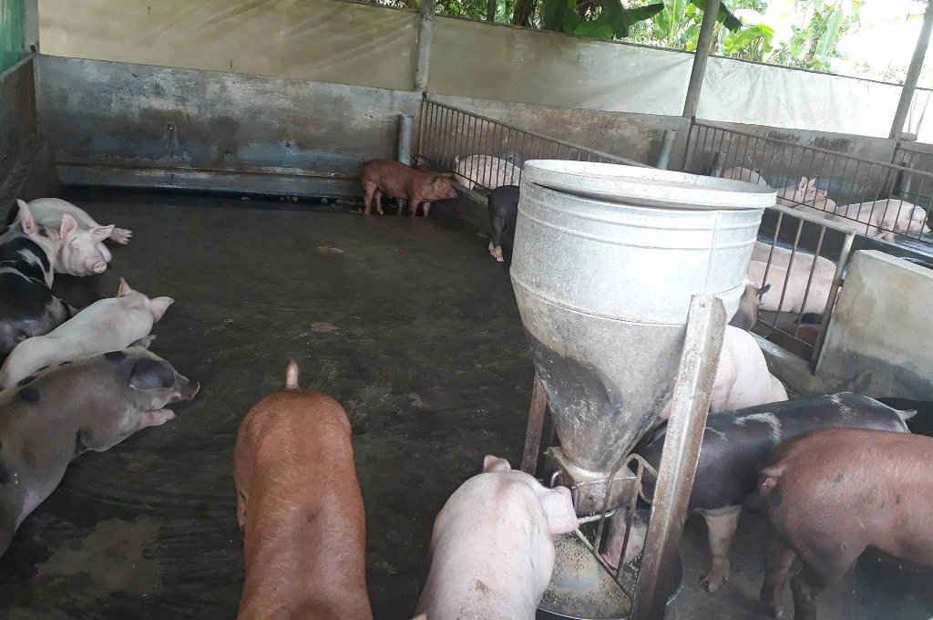 Trại lợn hiện nuôi hơn 50 con lợn và không giấy phép
