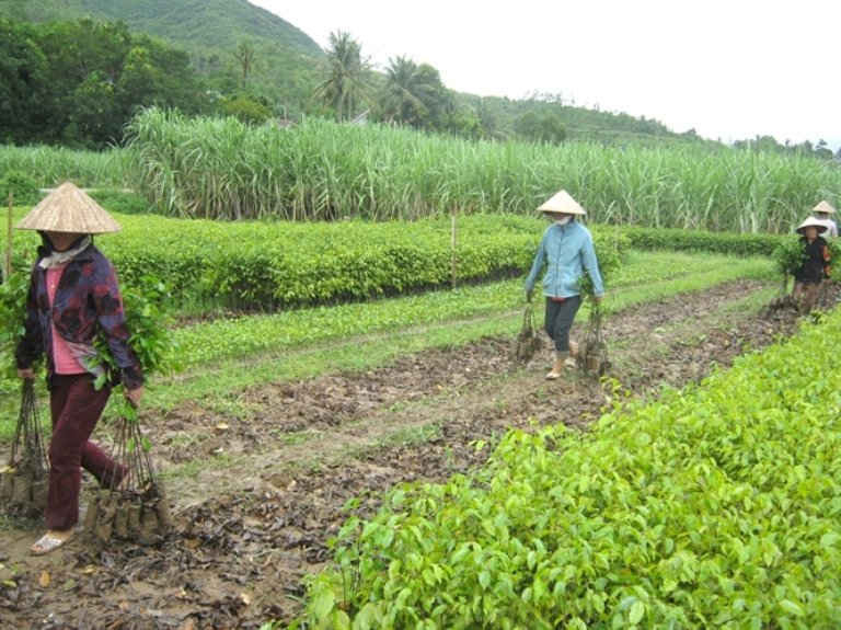 Nông dân xã Sơn Long (huyện Sơn Hòa, Phú Yên) mua cây giống lâm nghiệp về trồng  
