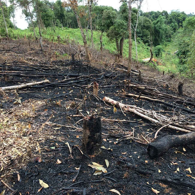 Diện tích rừng bị phá tại khoảnh 4, tiểu khu 717B, bản Đông Mệt, xã Pá Khoang, huyện Điện Biên.