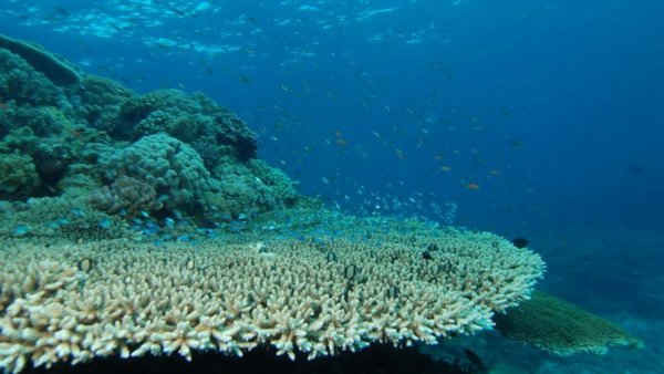 Phát triển các loại san hô khu vực Trường Sa. Ảnh: MH