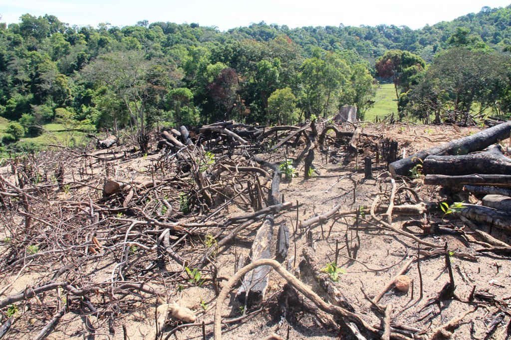 Hiện trường vụ phá rừng ở tiểu khu 1, xã An Hưng (huyện An Lão). Trong ảnh: Khu rừng ở khoảnh 8 bị “húi trọc”; cây cối ngã đổ ngổn ngang.