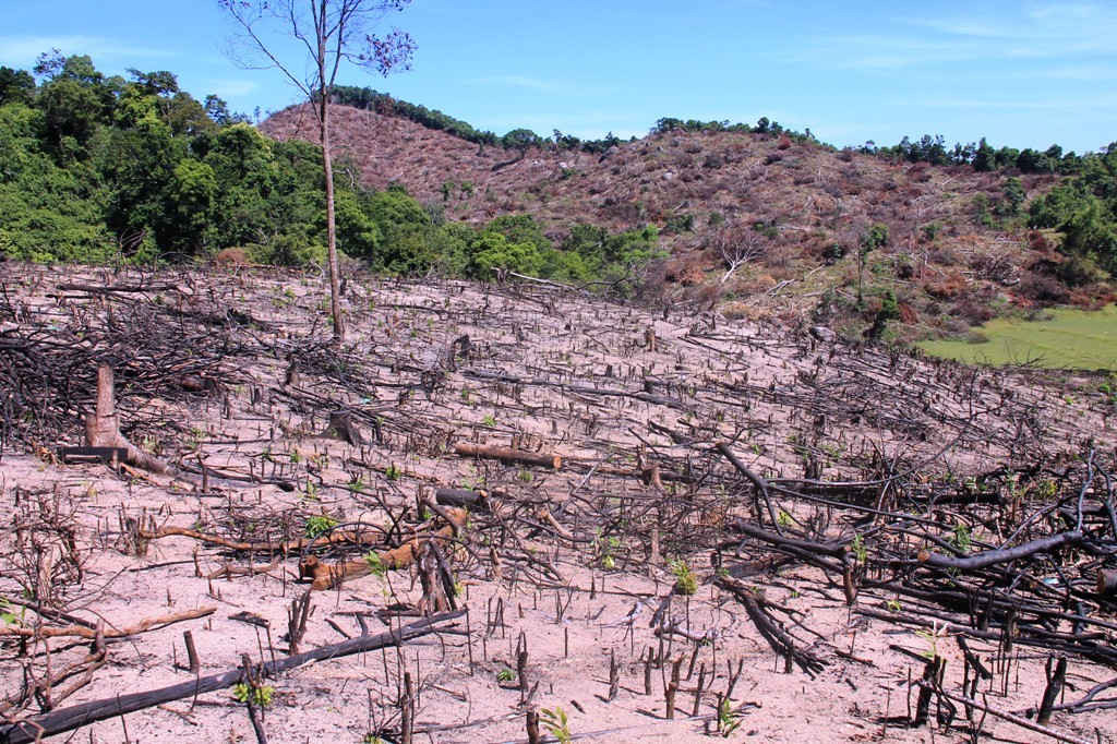 Sau khi Trung tâm quy hoạch Nông nghiệp - nông thôn (thuộc Sở NN&PTNT) thực hiện giám định thiệt hại vụ phá rừng ở tiểu khu 1, xã An Hưng (huyện An Lão) thì số diện tích rừng bị phá gần 61 ha. Trong ảnh: Những khoảnh rừng bạt ngàn bị chặt hạ không thương tiếc.