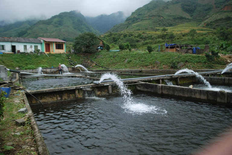 Một cơ sở nuôi cá nước lạnh ở xã  Bản Khoang (Sa Pa)