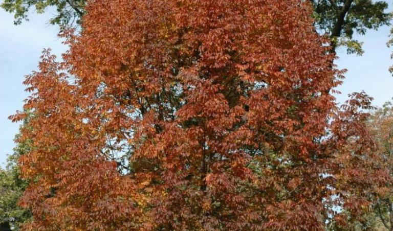 White Ash (Fraxinus americana) là một trong những cây gỗ có giá trị nhất của Bắc Mỹ. Ảnh: IUCN 