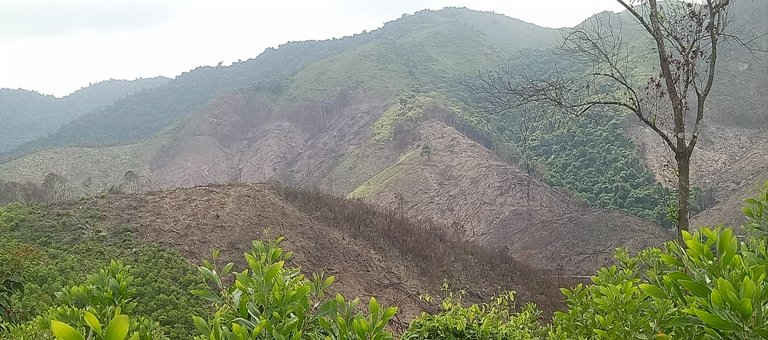 Hàng chục ha rừng phòng hộ đầu nguồn Bà Đà tại xã Mai Hóa bị “cạo trọc”