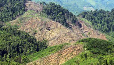 Hàng chục ha rừng ở Tiên Lãnh bị tàn phá