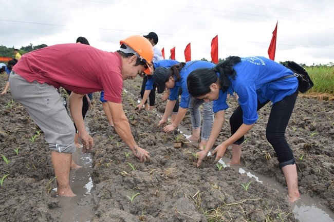 Đoàn viên thanh niên tham gia trồng cây vụ đông