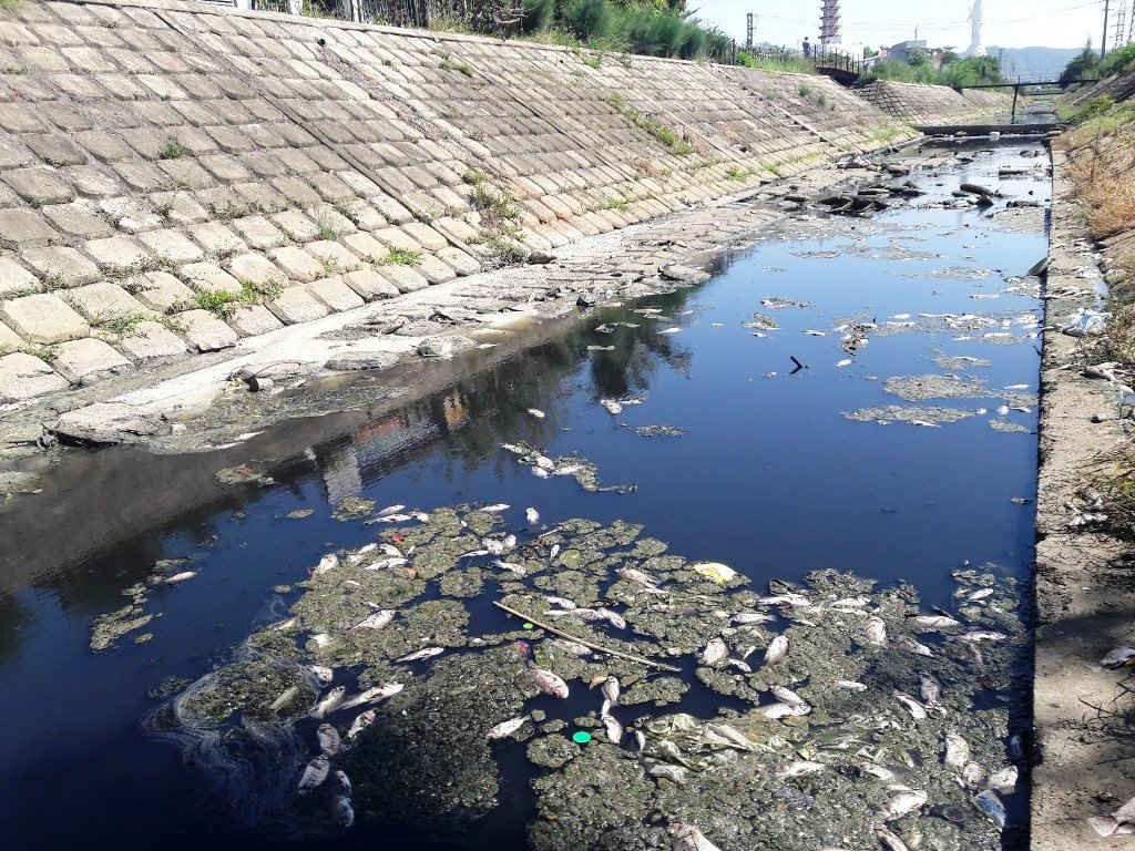 Kênh Phú Lộc thường xuyên xảy ra tình trạng cá chết do ô nhiễm nước thải