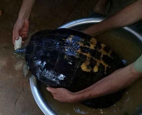 Con rùa “khủng” mới được thả về tự nhiên