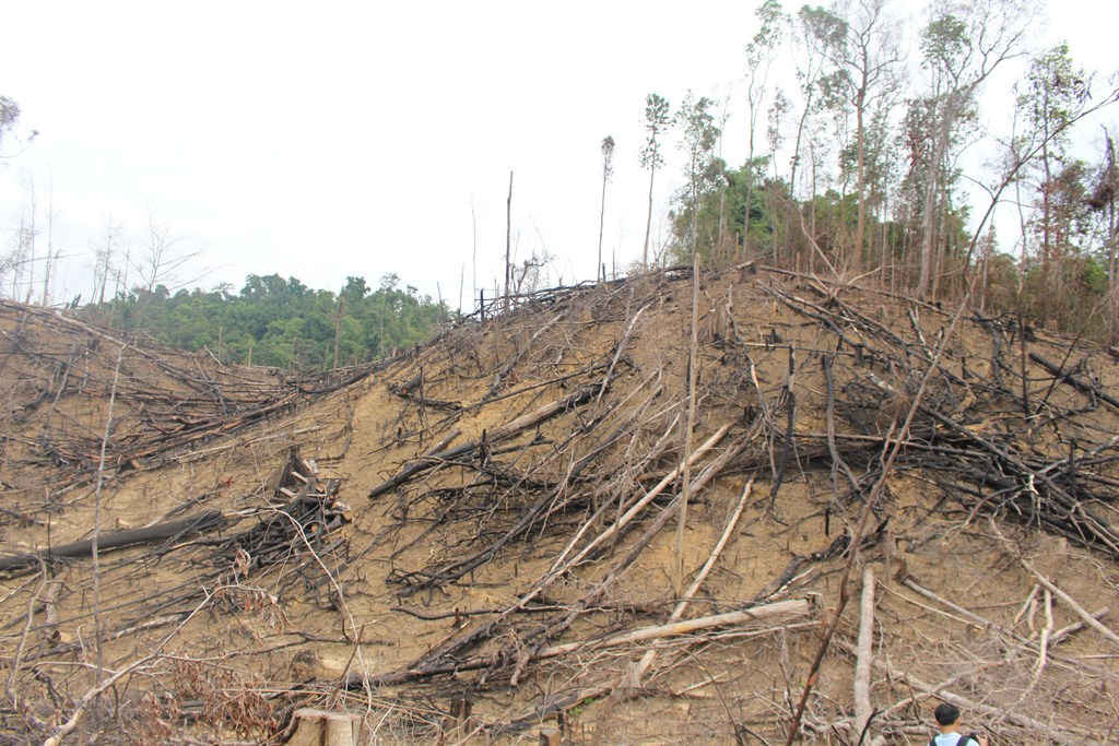 Những cánh rừng ở xã Tiên Lãnh bị tàn phá nghiêm trọng để lấy đất trồng keo