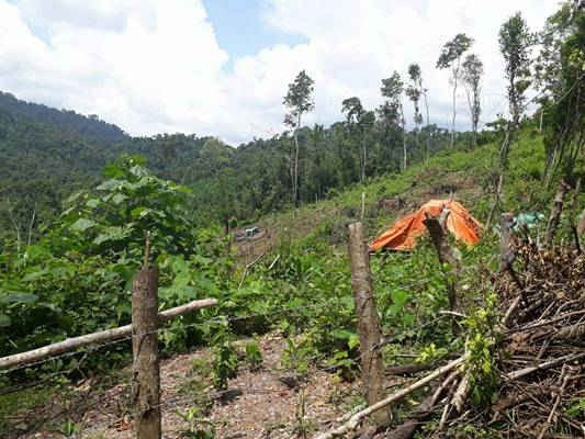 Một trong nhiều cánh rừng mênh mông bị chặt hạ tại xã Nam Sơn