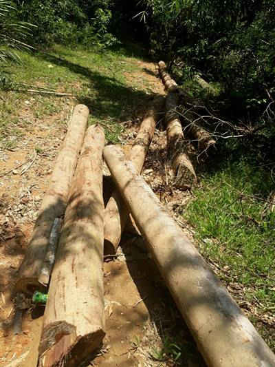 Nhiều cây gỗ bị chặt hạ chưa được đưa ra tại Khe Ngọa, xã Nam Sơn   