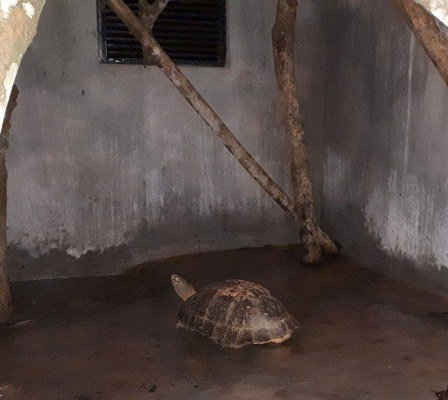 Con rùa được đưa vào nuôi dưỡng tại Trung tâm cứu hộ động vật hoang dã của VQG Pù Mát
