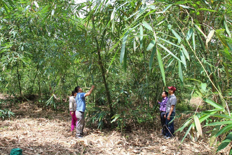 Đến nay Dự án phát triển cây tre măng Bát độđã hình thành 3 vùng trồng tre măng tập trung tại 10 xã trên địa bàn huyện Trấn Yên với diện tích gần 2.000 ha