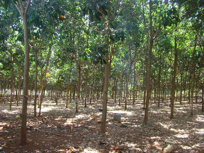 Bà Rịa Vũng Tàu sẽ thu hồi trên 1.000 ha đất của Công ty cao su Bà Rịa để phát triển nông nghiêp công nghệ cao