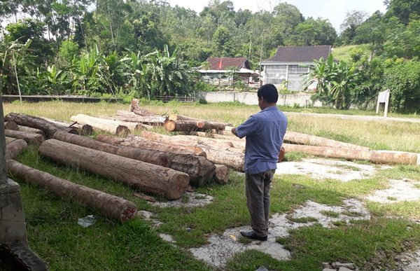 Gần 50 khúc gỗ được đưa ra để tại trụ sở UBD xã Nam Sơn
