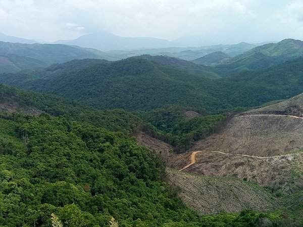 Hơn 45 ha rừng tại khu vực Bà Đà đã bị chặt phá