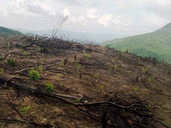 Rừng Bà Đà bị chặt phá từ năm 2016 đến nay