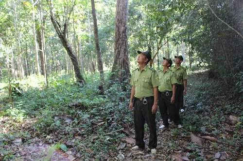 Lược lượng Kiểm lâm Vườn quốc gia Phú Quốc kiểm tra bảo vệ rừng