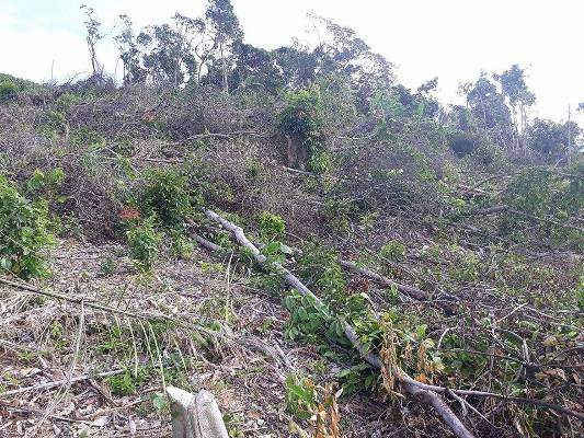 Hiện trường vụ phá hàng trăm héc ta rừng 163 tại huyện Quỳ Hợp
