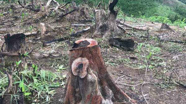 Hơn 102 héc ta rừng phòng hộ đầu nguồn tại xã Kỳ Tân, huyện Tân Kỳ bị tàn phá không thương tiếc