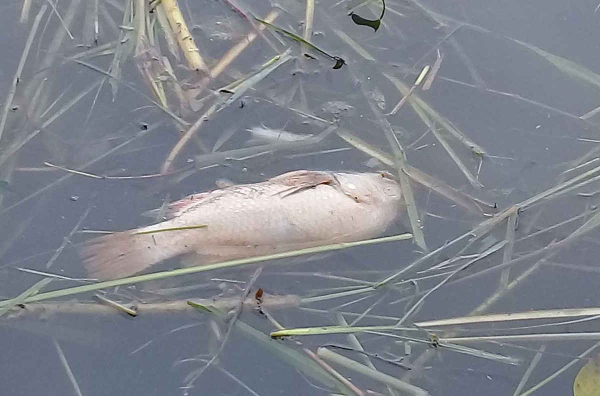 Cá chết nổi lờ đờ trên mặt nước sông Bồ