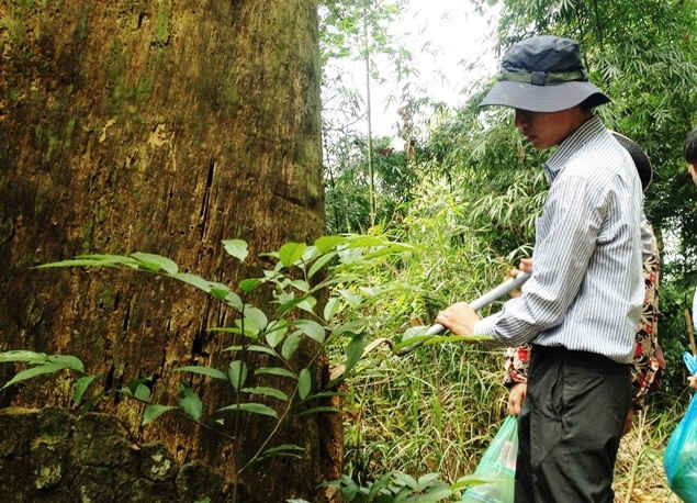 Cán bộ BQL Rừng Quốc gia Yên Tử kiểm tra, chăm số cây tùng