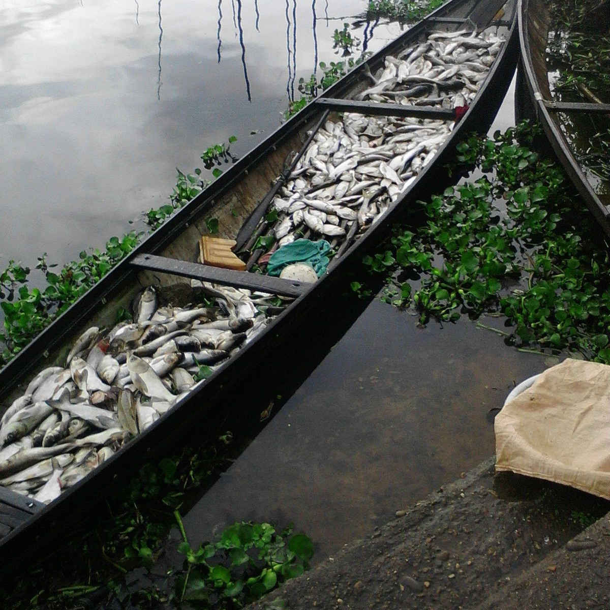 Một chiếc ghe chứa đầy cá chết do người dân vớt lên từ các lồng cá