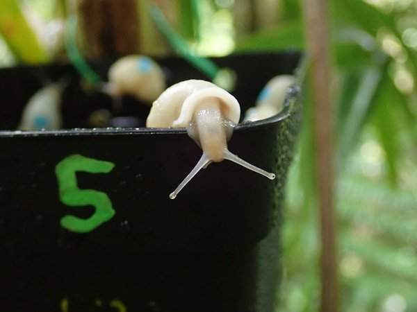 Một con ốc sên có nguy cơ tuyệt chủng trườn ra khỏi chậu. Đây là một trong số hàng trăm con được thả ra trên đảo Tahiti ở Polynesia, Pháp. Ảnh: ZSL / PA