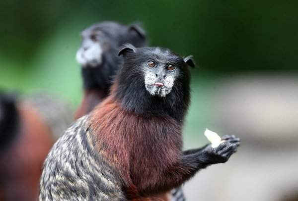 Con khỉ Peru “pichico” tại đảo Khỉ, gần làng Iquitos, vùng Amazon. Khu bảo tồn là nơi trú ngụ của động vật đã từng là nạn nhân bị buôn lậu hoặc lạm dụng. Hình ảnh: Ernesto Arias / EPA