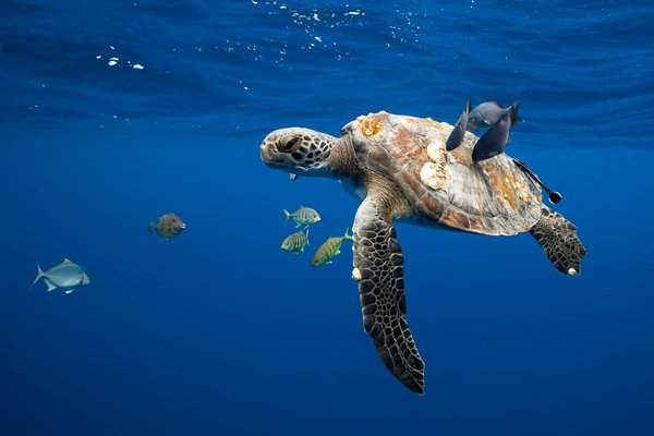 Một con rùa biển và những chú cá dưới những con sóng ngoài khơi bờ biển của Mexico khoảng 10 dặm. Đây là hình ảnh độc đáo trong Triển lãm Wildscreen ở Bristol, Vương quốc Anh. Hình ảnh: Christian Vizl / Wildscreen 2017