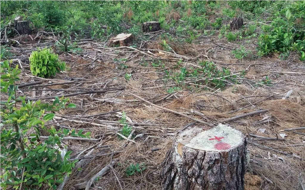 Hiện trường vụ chặt phá rừng thông đặc dụng tại phường An Tây- TP. Huế