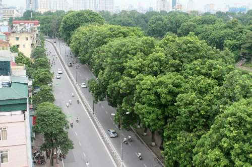 Hà Nội đã trồng mới được 700.000 cây xanh trong 9 tháng đầu năm 2017